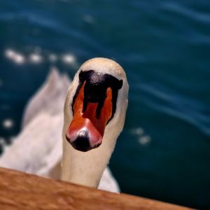 Profilbild