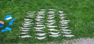 666Raubfischjäger666