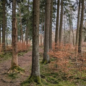 Profilbild