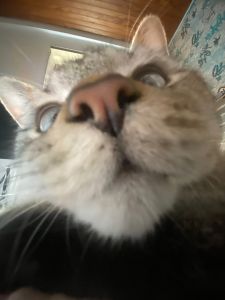 Profilbild