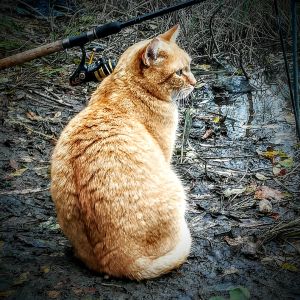 Profilbild