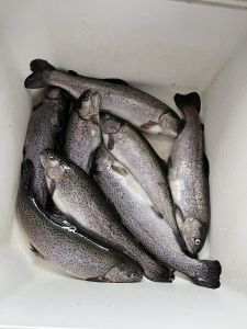 Bufti4