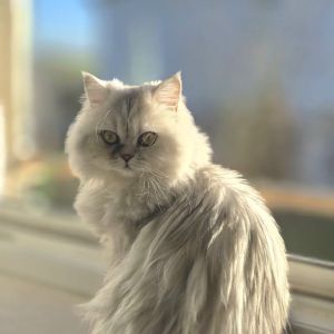 Profilbild