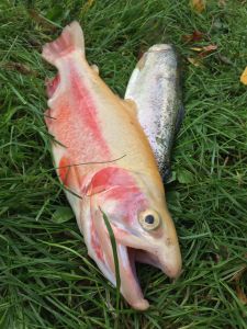 luca_x.x fishing