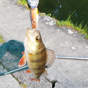 Profilbild