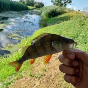 Profilbild