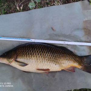 Angler sucht Anglerin