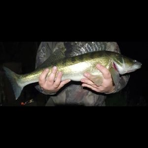 Zander freak