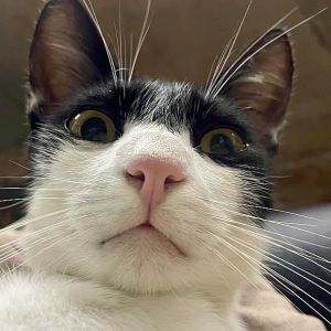 Profilbild