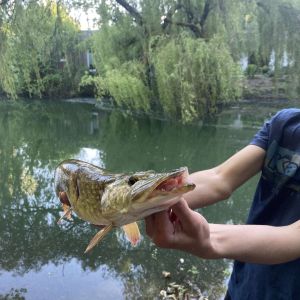 Profilbild