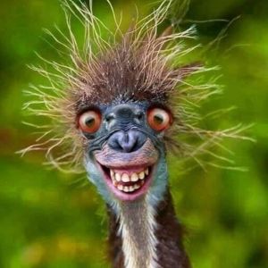 Profilbild