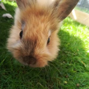Profilbild