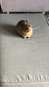 Hanibal