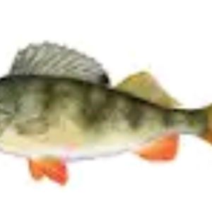 fish_king_Enno
