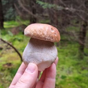 Profilbild