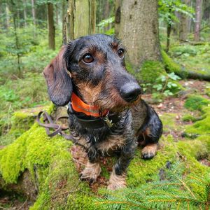 Profilbild