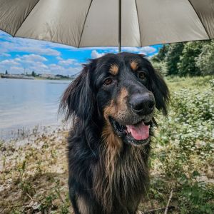 Profilbild