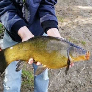 Karpfenfische