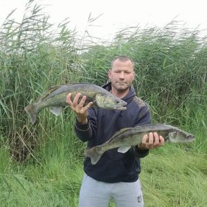 Zander GT