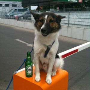 Profilbild