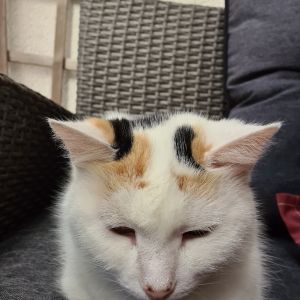 Profilbild