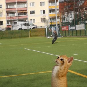 Profilbild