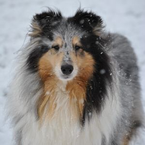 Profilbild