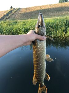 sommergefluester