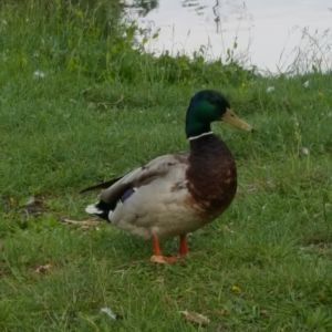 Profilbild
