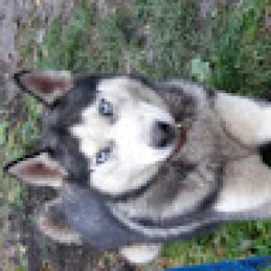 Profilbild