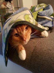 Christian-michael Butsch