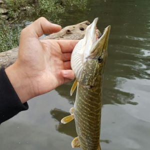 Angel_allround_official