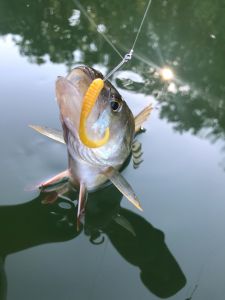 Flair_fishing