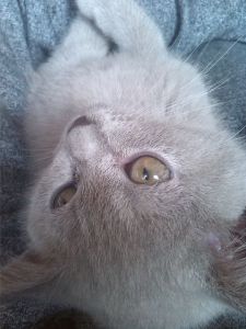 Profilbild