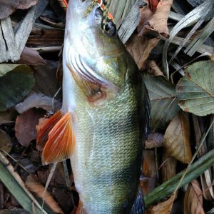 Christian Schönfelder