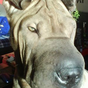 Sharpei
