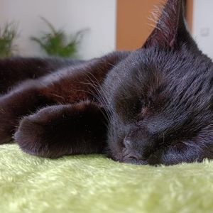 Profilbild