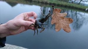 DTfishing