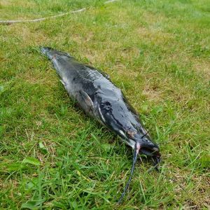 König Der Fische