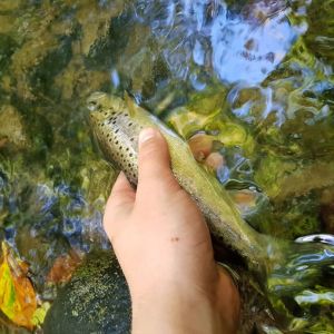 nature_fishing_pictures