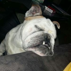 Profilbild
