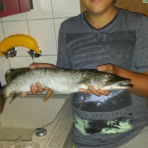 Jeremias  Der  Hechtspetzialist