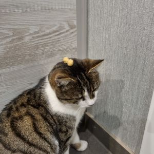 Profilbild