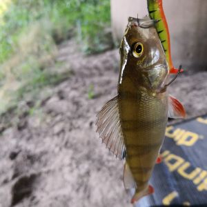 Bass24