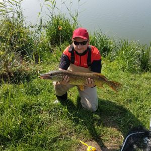 Hecht Zander Barsch Die Fischer