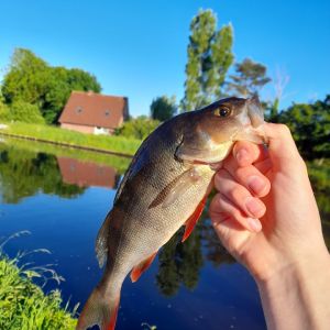 Profilbild