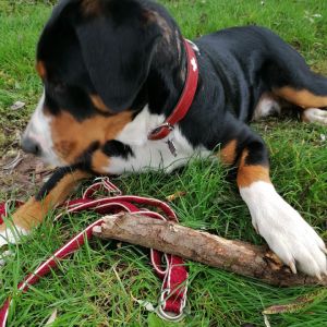 Profilbild