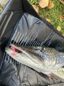 HGR.Fishing