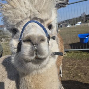 Profilbild