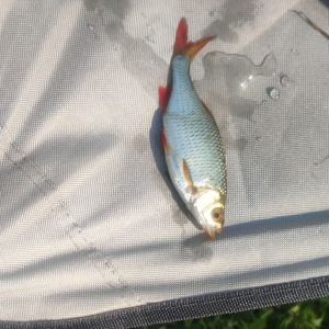Finn0807